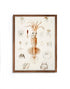 framed squid scientific illustration print